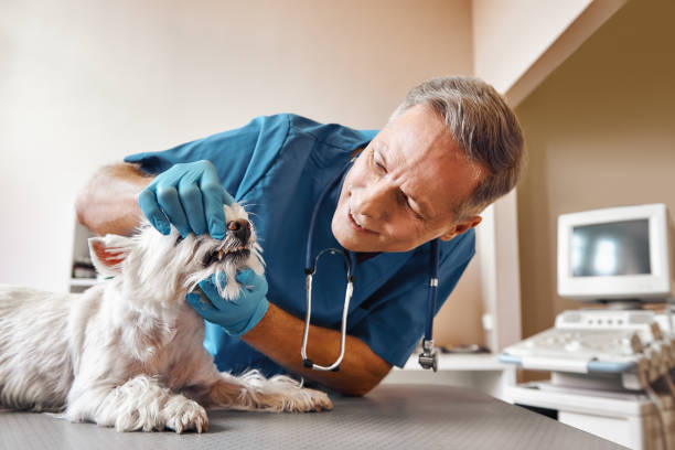 Best Emergency Dental Services for Seniors in Demarest, NJ